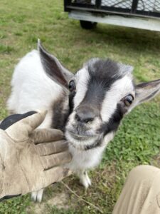 Junk Goats Fridge Removal (1)